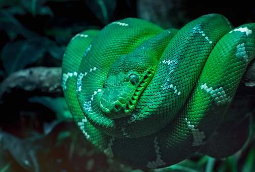 reptile shallow focus photo of green serpent snake