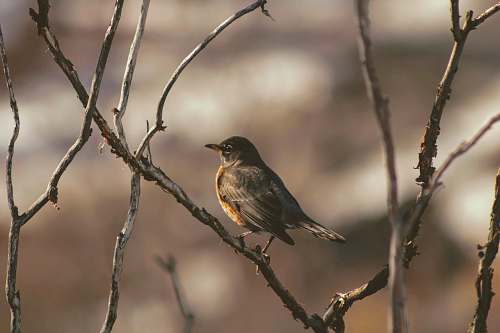 bird shallow focus photo of humming bird anthus