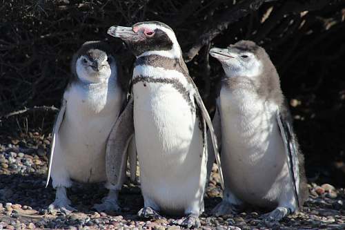 bird shallow focus photo of penguins penguin