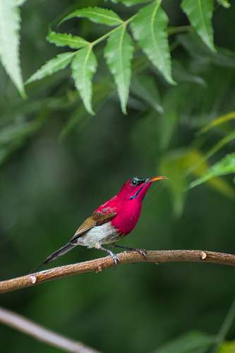 bird shallow focus photo of red bird on tree branch bee eater