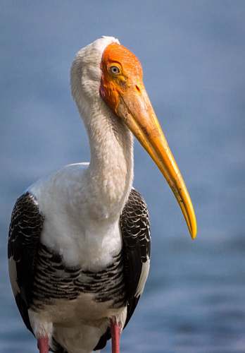 bird shallow focus photo of white and black bird beak