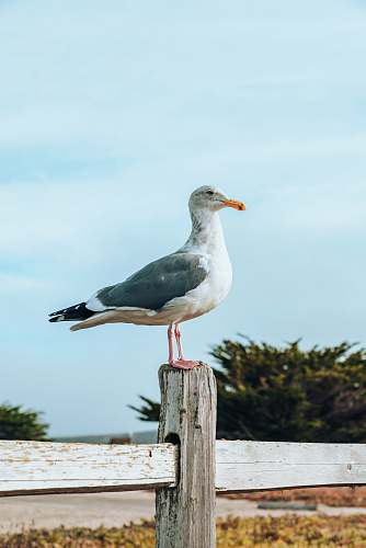 bird shallow focus photo of white and black pigeon seagull