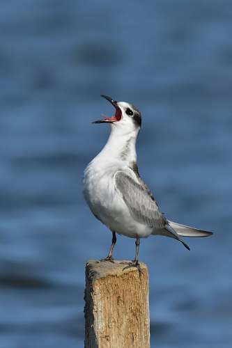 bird shallow focus photo of white and gray bird seagull