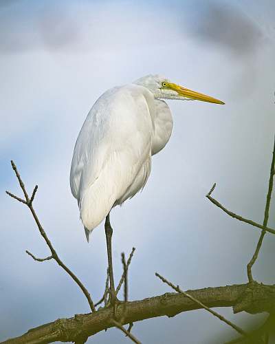 bird shallow focus photo of white bird beak