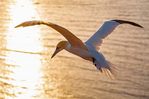bird shallow focus photo of white bird flying flying