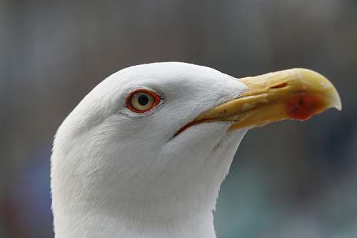 bird shallow focus photo of white brid beak