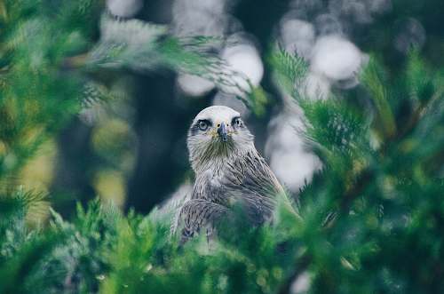 bird shallow focus photography of bald eagle beak