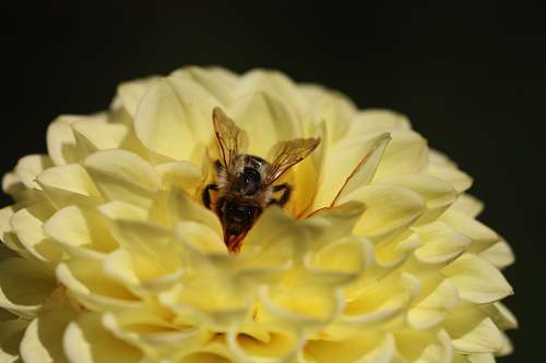 apidae shallow focus photography of bee on yellow flower bee