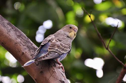 bird shallow focus photography of bird tirunelveli