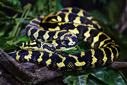 snake shallow focus photography of black and yellow snake reptile
