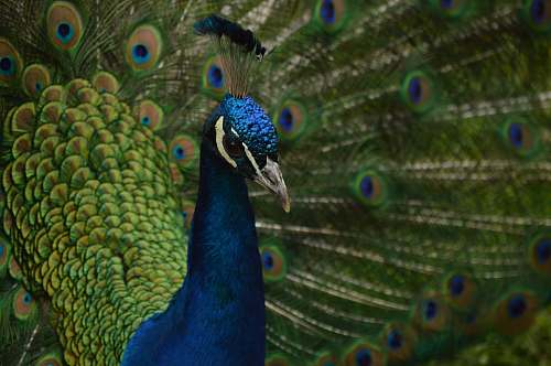 bird shallow focus photography of blue and green peacock peacock