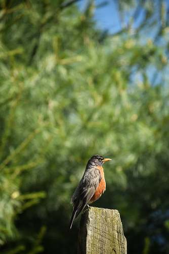 bird shallow focus photography of brown and black bird robin