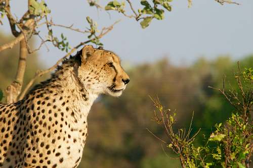 mammal shallow focus photography of brown and black cheetah cheetah
