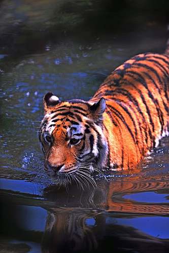 tiger shallow focus photography of brown and black tiger mammal