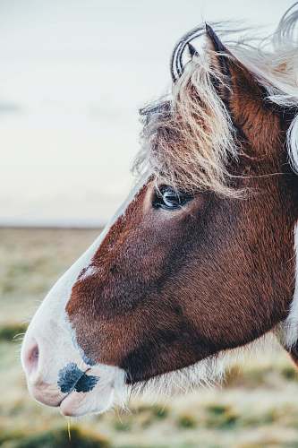 horse shallow focus photography of brown and white horse face