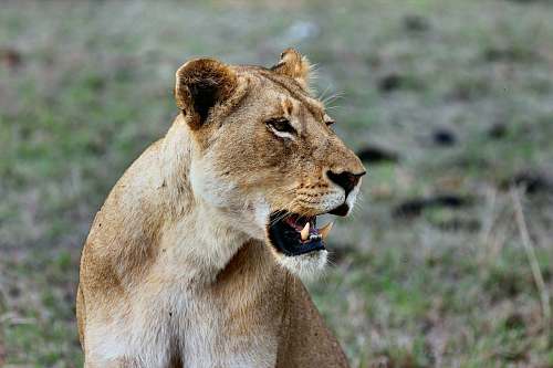 lion shallow-focus photography of brown lioness mammal