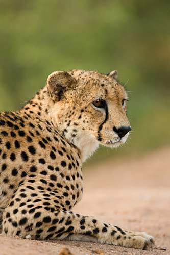 mammal shallow focus photography of cheetah wildlife