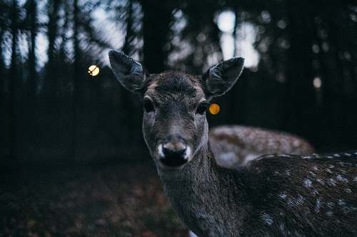 mammal shallow focus photography of fawn deer