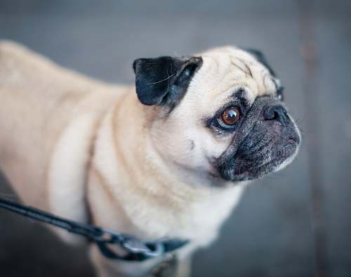 dog shallow focus photography of fawn Pug pug