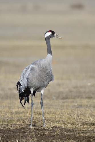 bird shallow focus photography of gray sandhill crane crane bird
