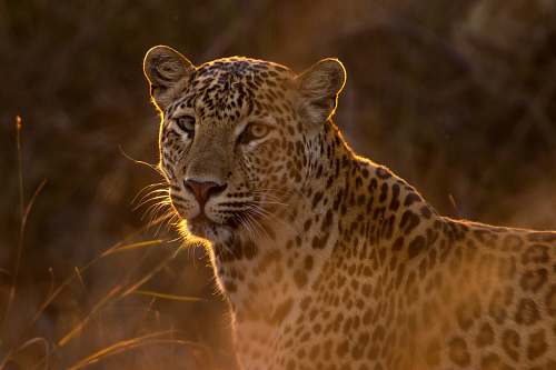 wildlife shallow focus photography of leopard leopard