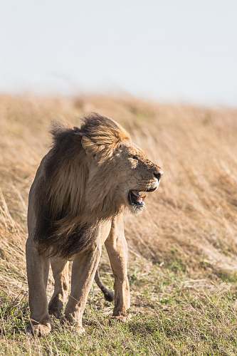 lion shallow focus photography of lion at the wildlife wildlife