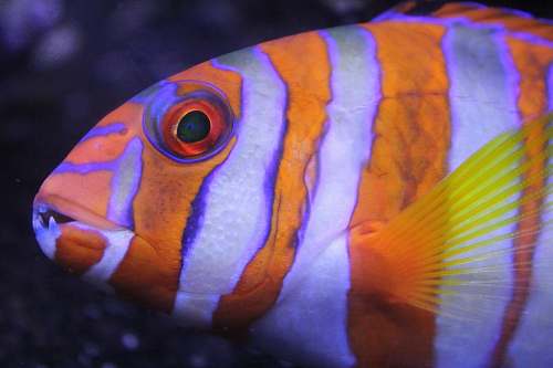 fish shallow focus photography of orange and white striped fish goldfish