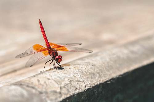 dragonfly shallow focus photography of red and orange dragonfly insect