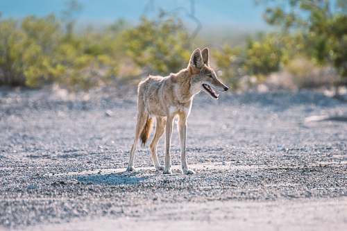 mammal shallow focus photography of short-coated brown dog coyote