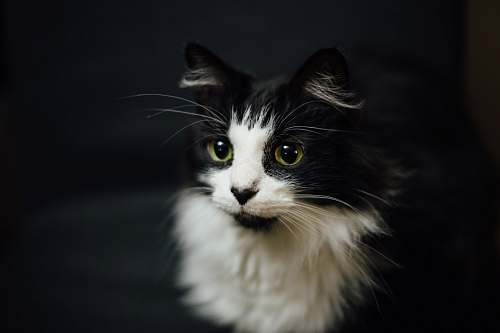 cat shallow focus photography of tuxedo cat pet