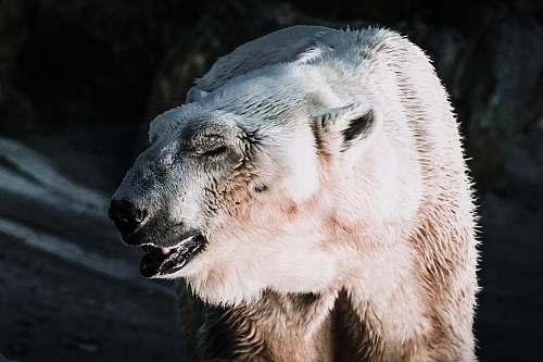 wildlife shallow focus photography of white bear bear