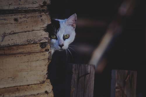 cat shallow-focus photography of white cat pet