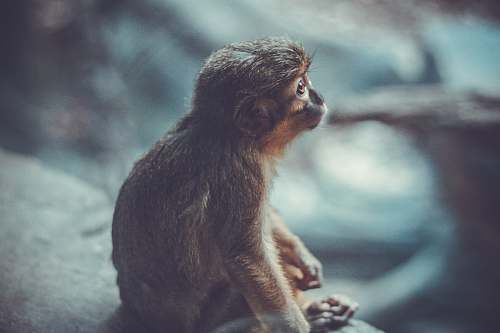 monkey shallow photography of monkey sitting on grey stone looking elsewhere mammal