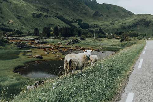 mammal sheep stands on grass field near road sheep