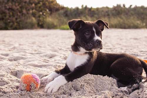 dog short-coated black and white puppy playing on gray sands pet