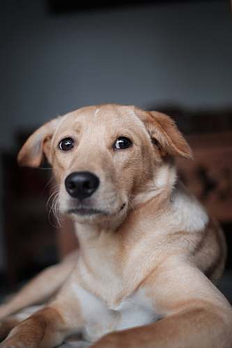 mammal short-coated brown dog pet