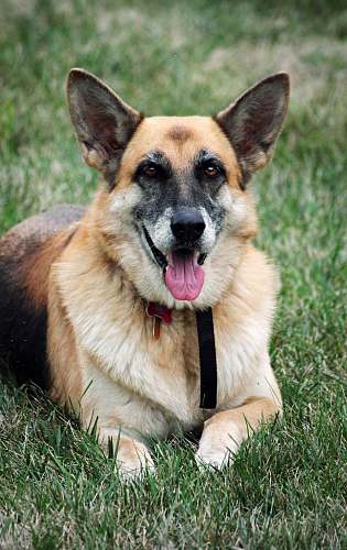 pet short-coated brown dog on ground canine
