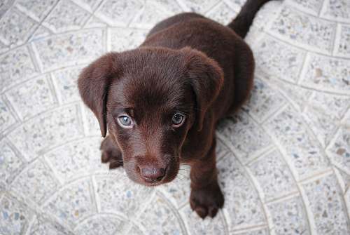 dog short-coated brown puppy on white floor pet