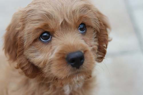 dog short-coated fawn dog pet