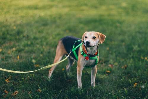 dog short-coated tan and black dog with green harness standing on green grass canine