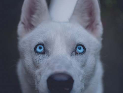 dog short-coated white dog canine