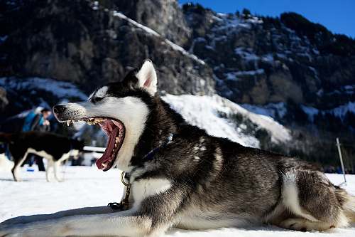 dog Siberian husky on snow field husky