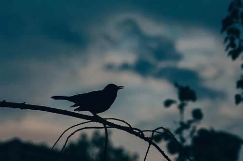 bird silhouette of bird perched on tree blackbird