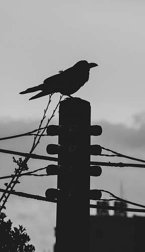 bird silhouette of bird standing on electric post black-and-white