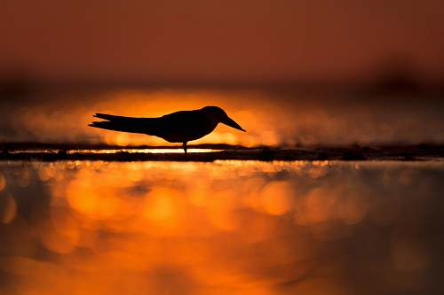 bird silhouette of bird standing on shore silhouette
