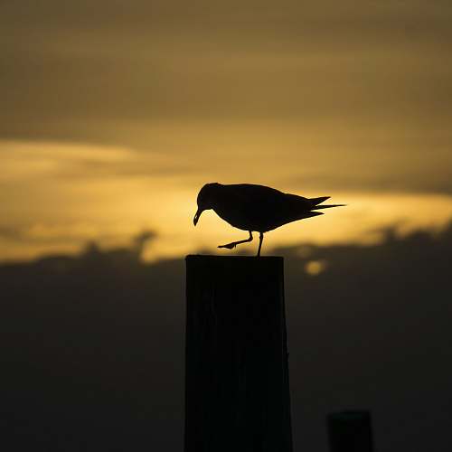 flying silhouette of bird standing on wooden stand agelaius