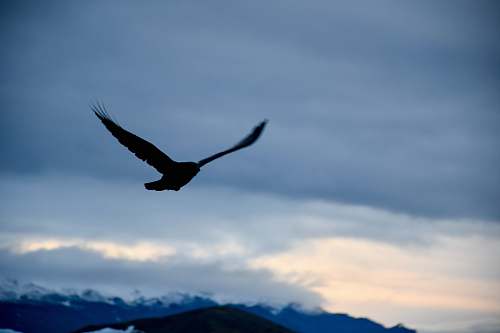 bird silhouette of birds of prey during golden hour flying