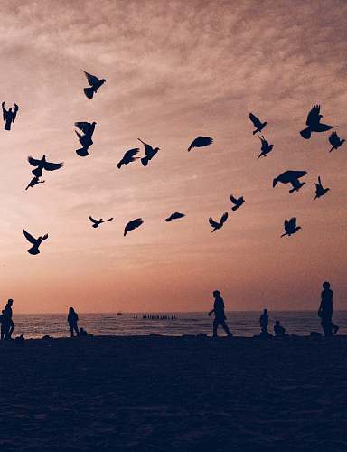 flock silhouette of flock of birds flying on seashore with people walking and standing during sunset human