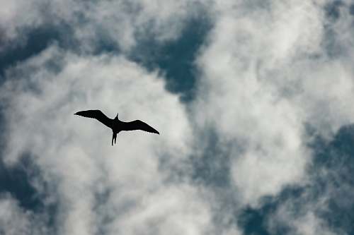 bird silhouette of flying bird flying