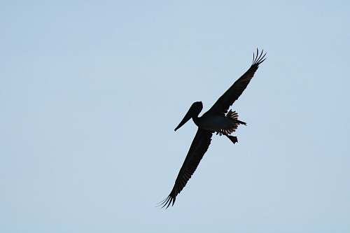 bird silhouette of flying pelican flying